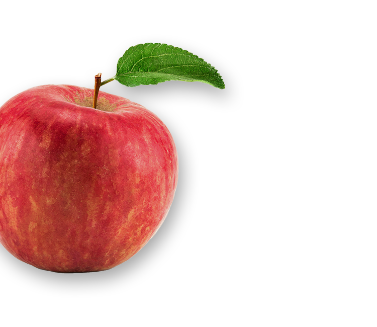 250216_All_Decorative_Elements_Left-Apfel-01 (1).png